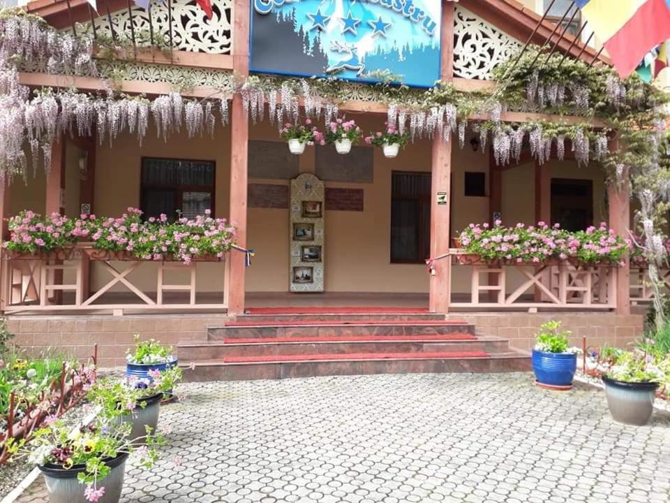 Vila Cerbul Albastru Hotel Moneasa Exterior foto